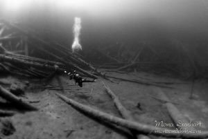 cold water Mikado
First I changed to b/w and then I adde... by Mona Dienhart 